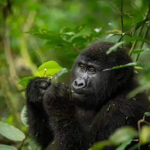 Entebbe / Kampala – Bwindi Impenetrable National Park