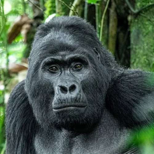 4 Days Gorilla Trekking Safari