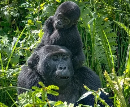 Gorilla Trekking in Uganda: The Ultimate 2026 Travel Guide