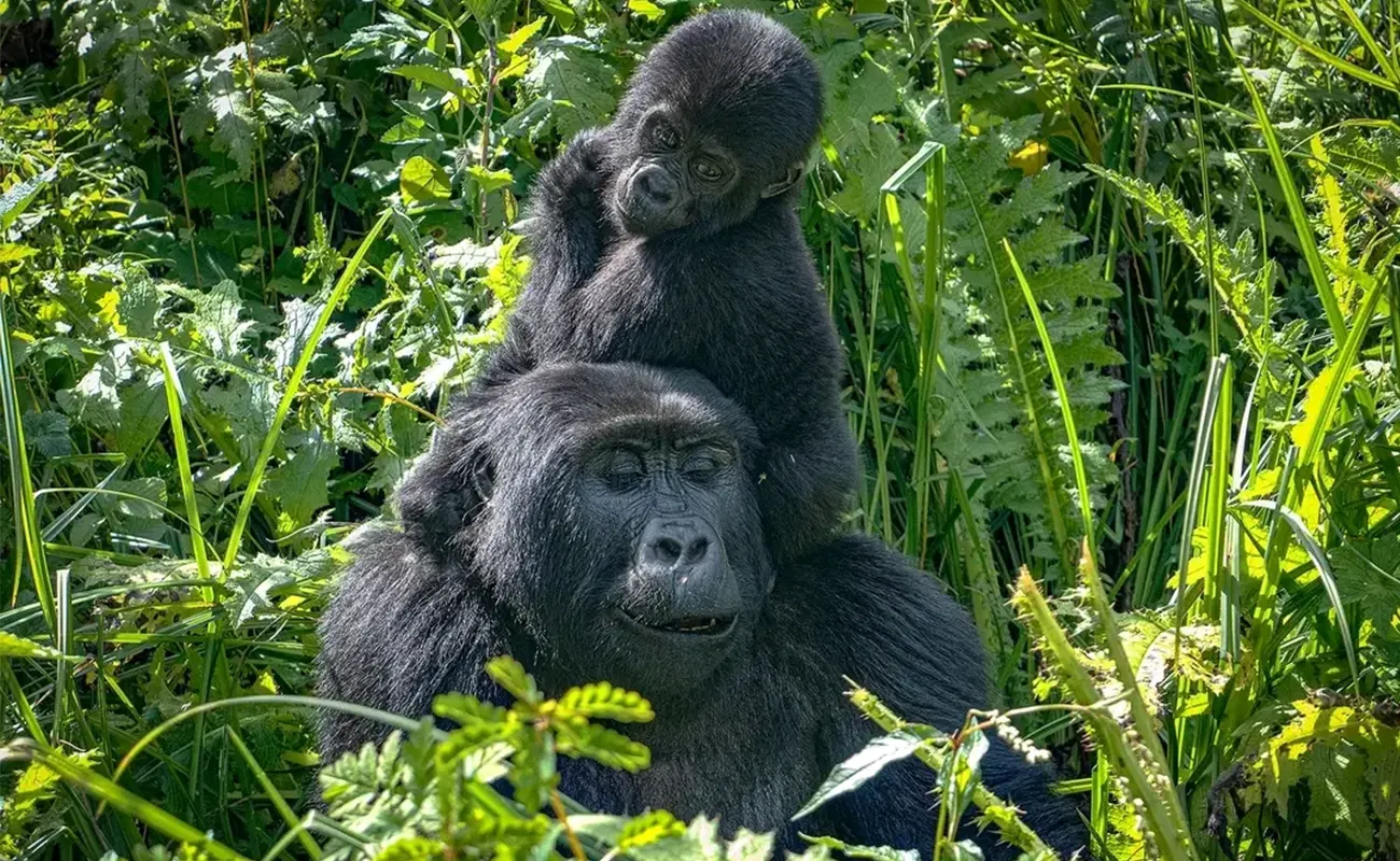 Gorilla Trekking in Uganda: The Ultimate 2026 Travel Guide