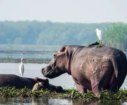 Why Uganda Should Be Your Next Safari Destination