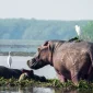 Why Uganda Should Be Your Next Safari Destination