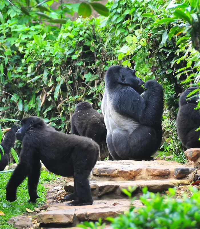 Bwindi National Park