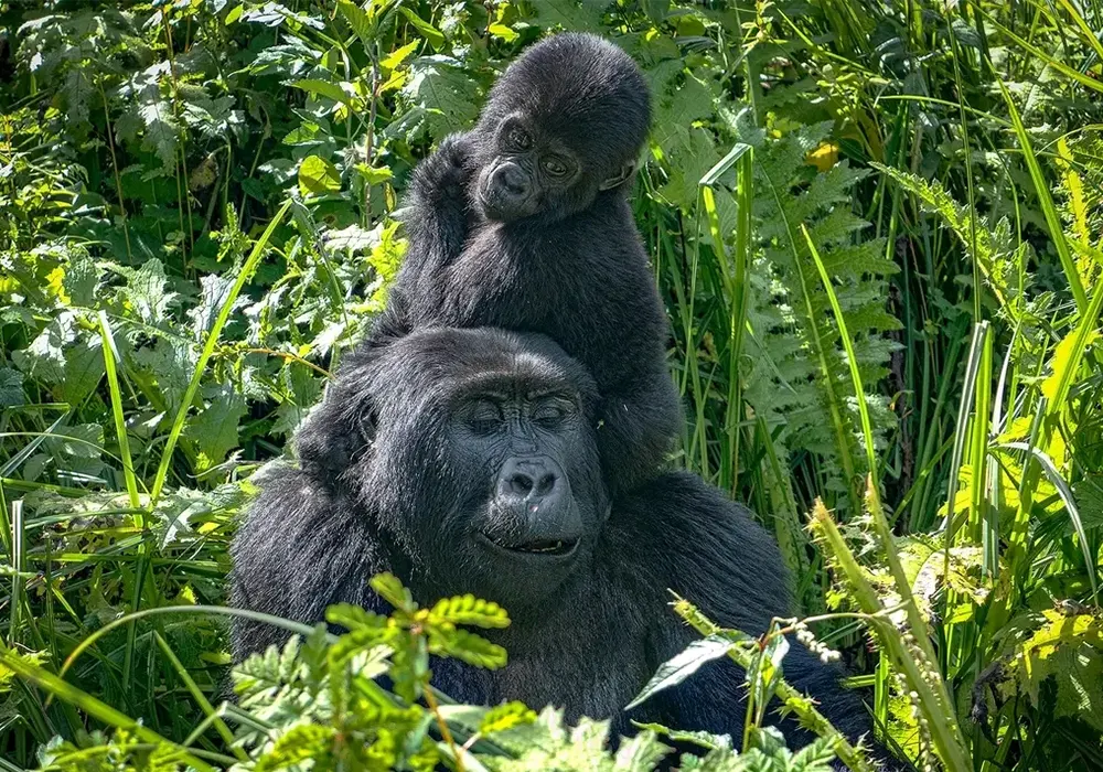 Entebbe / Kampala – Bwindi Impenetrable National Park