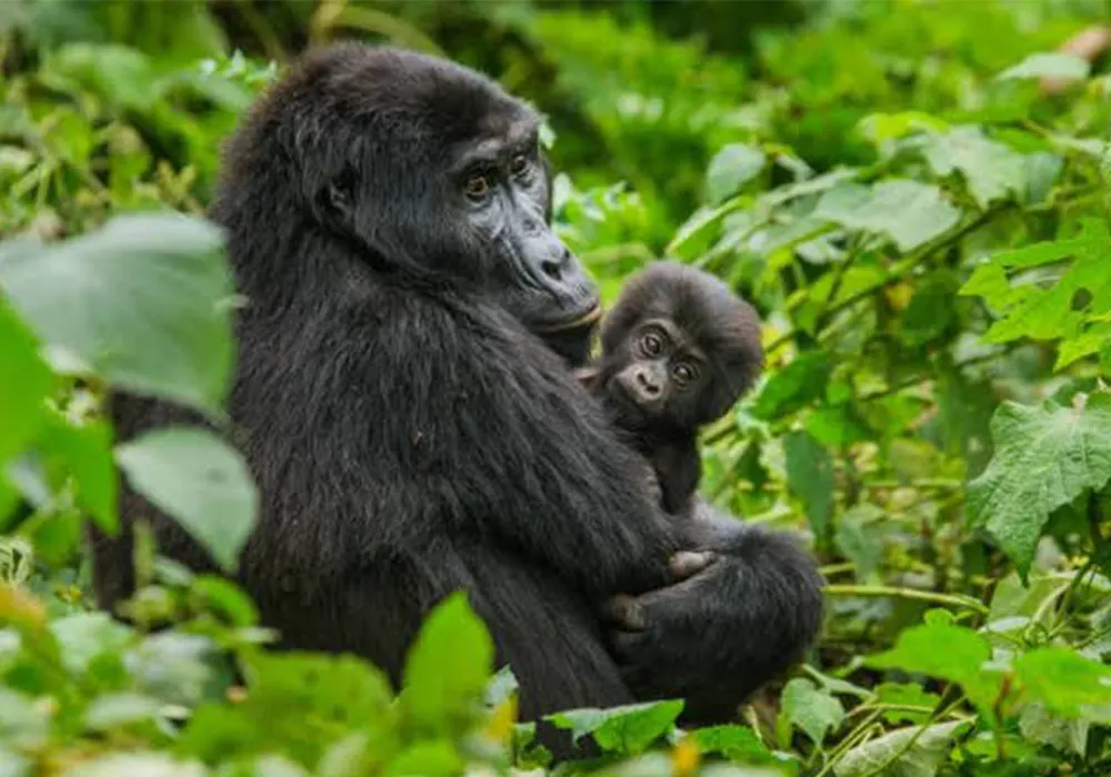 Entebbe / Kampala – Bwindi Impenetrable National Park