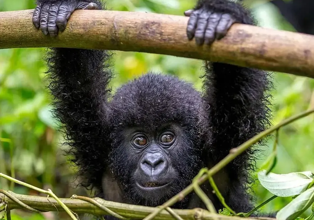 Entebbe / Kampala – Bwindi Impenetrable National Park