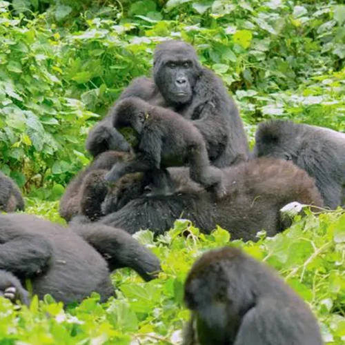 Entebbe / Kampala – Bwindi Impenetrable National Park