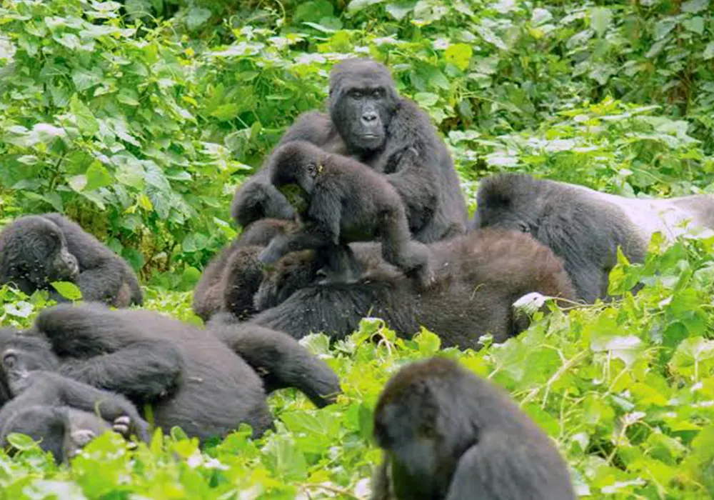 Entebbe / Kampala – Bwindi Impenetrable National Park