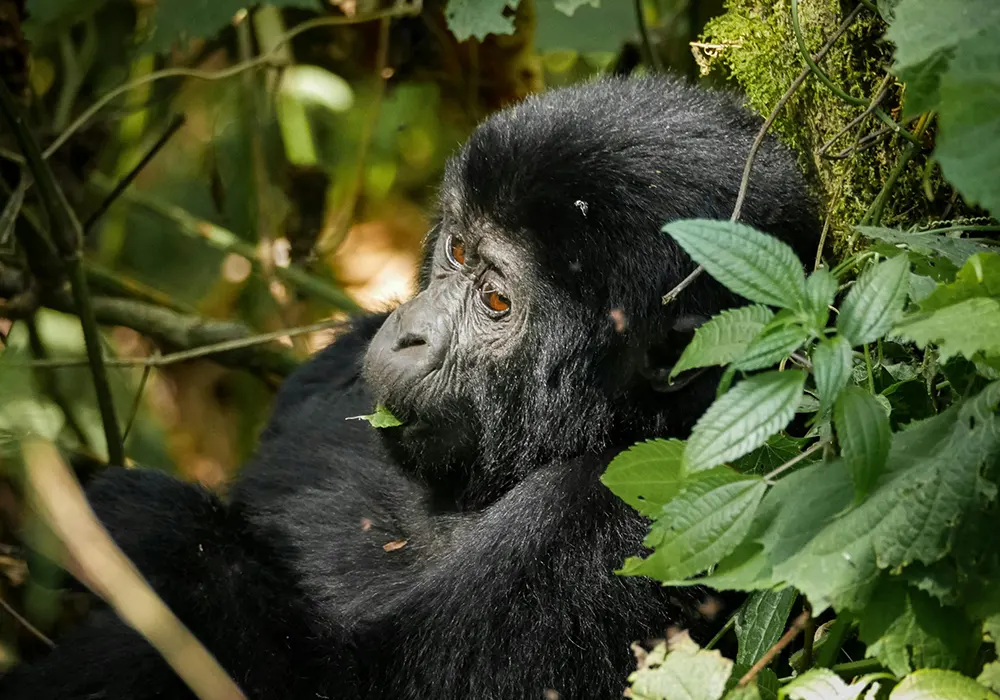 Entebbe / Kampala – Bwindi Impenetrable National Park