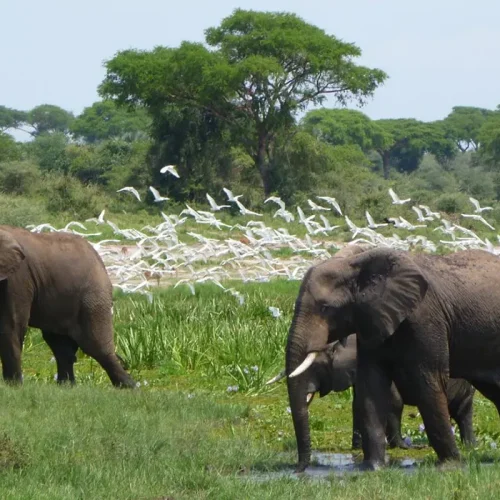 Days Murchison Falls National Park Safari