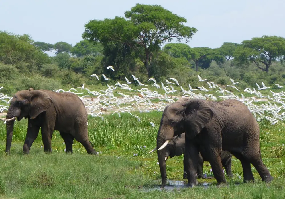 Days Murchison Falls National Park Safari