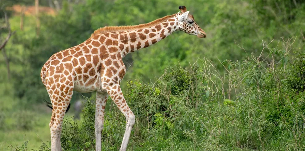 Safari