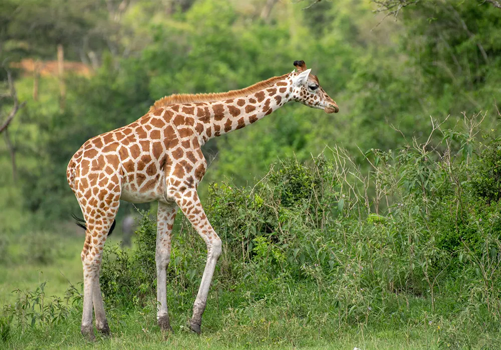Safari
