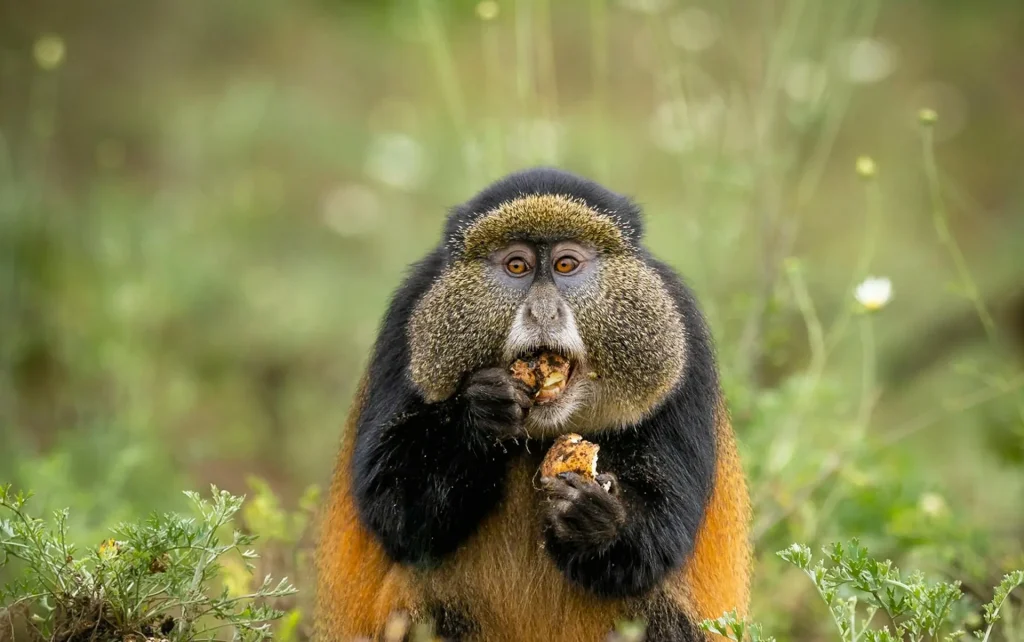 5-Day Mgahinga Gorilla and Golden Monkey Safari Itinerary