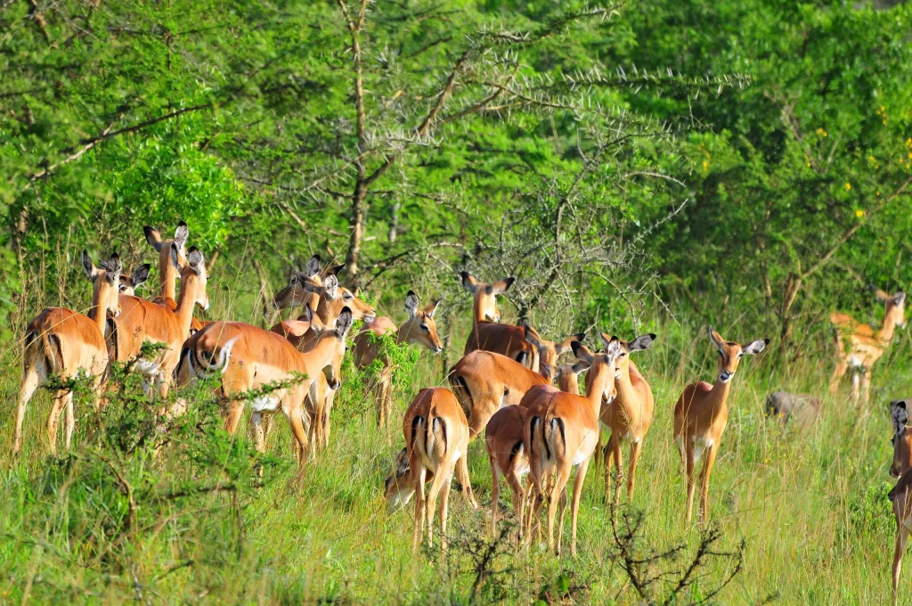 Lake Mburo National Park Safari