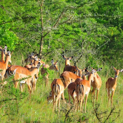 Lake Mburo National Park Safari