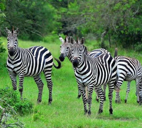 Lake Mburo National Park Safari