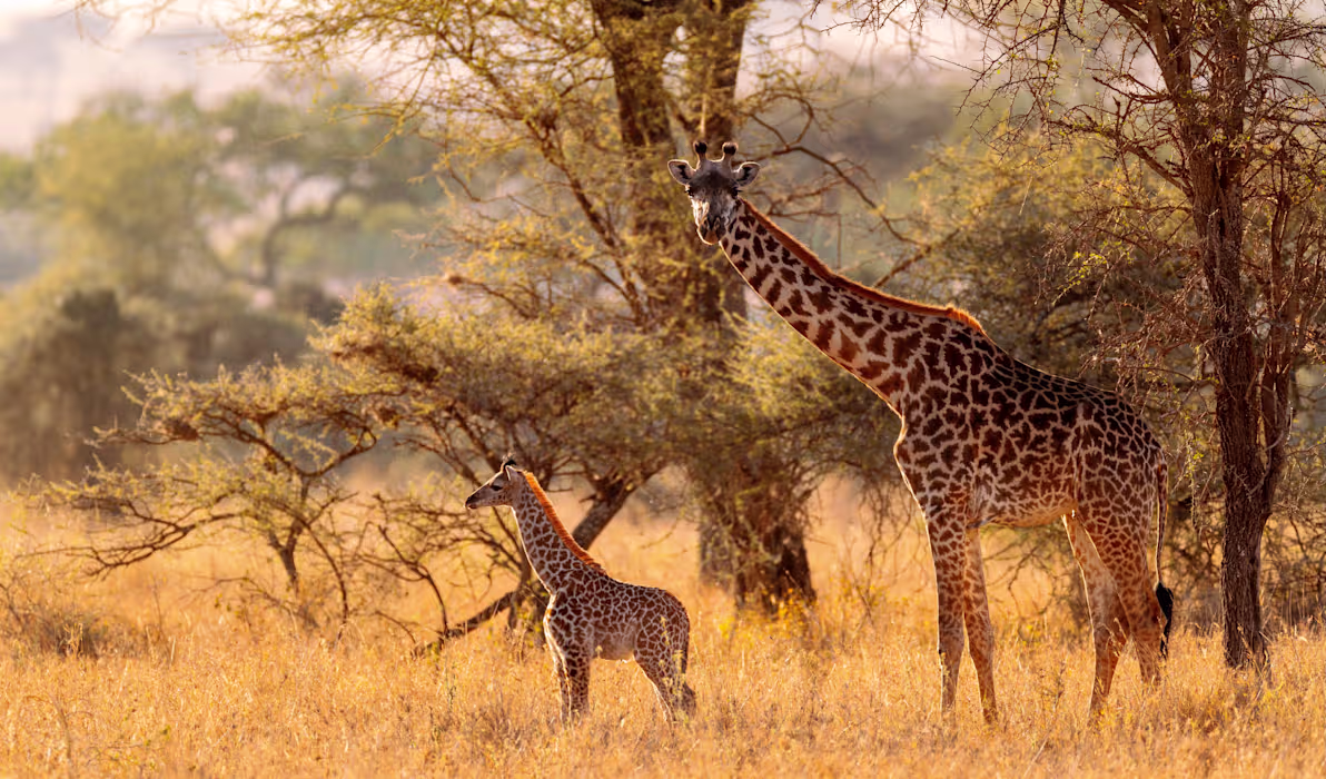 giraffes safari kenya tourso