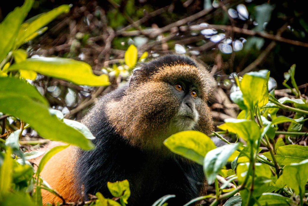 5-Day Mgahinga Gorilla and Golden Monkey Safari Itinerary