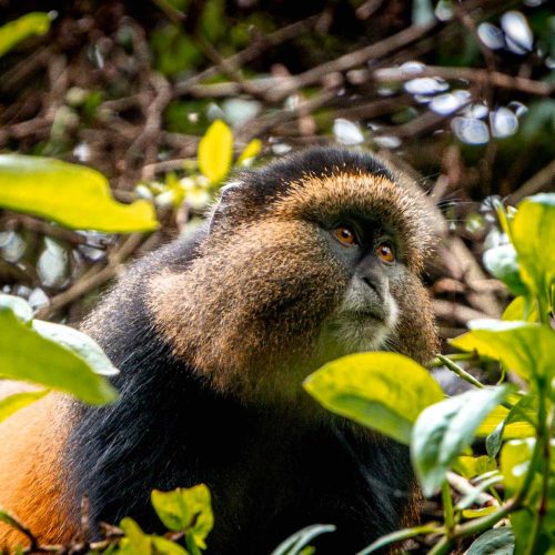 5-Day Mgahinga Gorilla and Golden Monkey Safari Itinerary