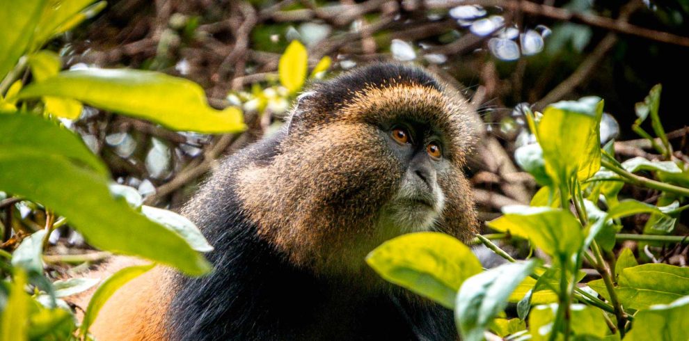 5-Day Mgahinga Gorilla and Golden Monkey Safari Itinerary